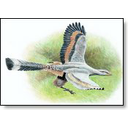 Toon afbeelding Archeopteryx